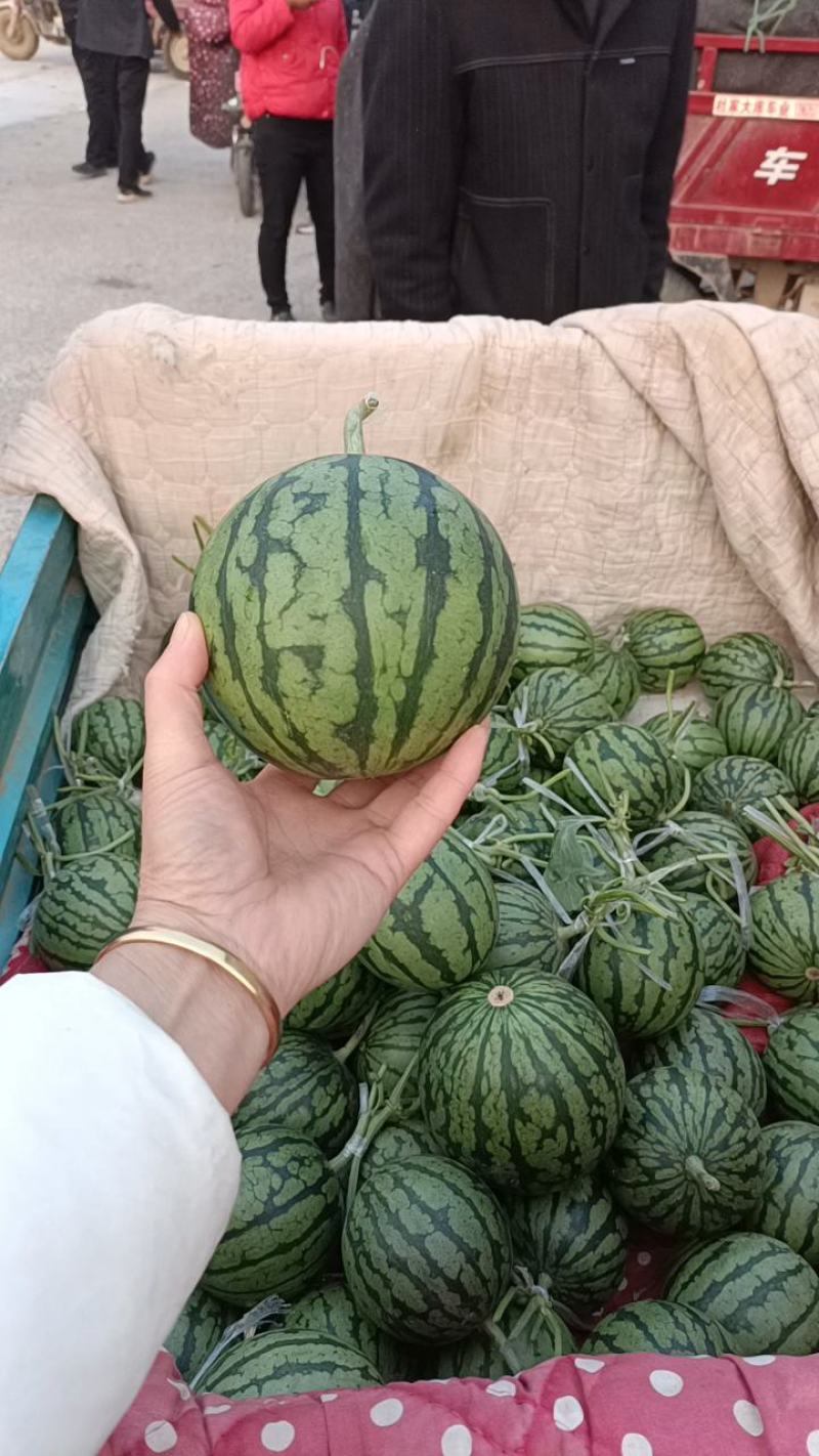 全美2k西瓜礼品小西瓜奶油西瓜手掰西瓜小糖丸西瓜