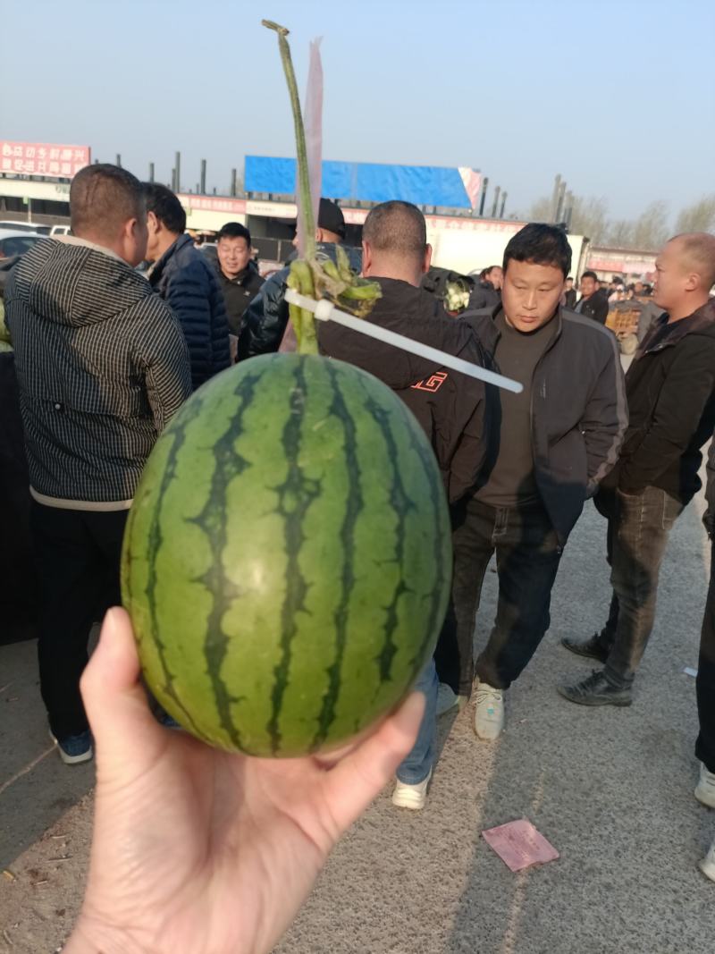 全美2k西瓜礼品小西瓜奶油西瓜手掰西瓜小糖丸西瓜