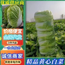 精品矮棵黄心白菜大量有货价格不高量大从优全国发货