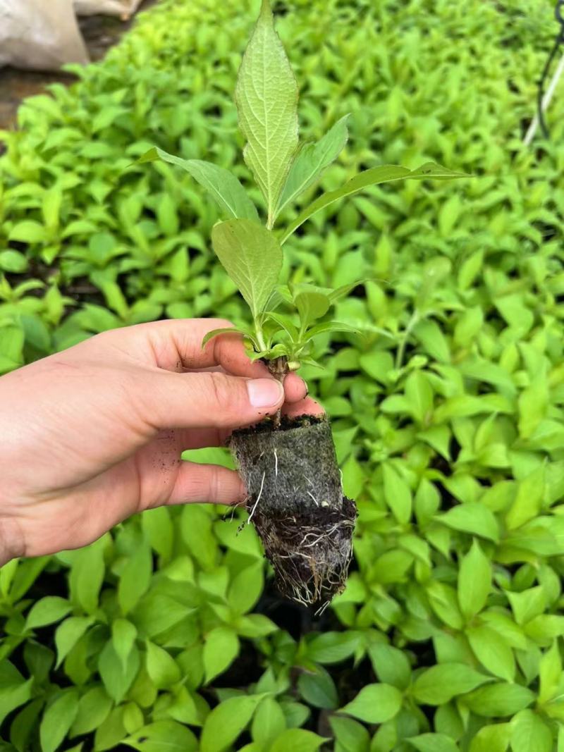 红王子锦带袋苗可用于园林工程绿化全国各地都可以发货