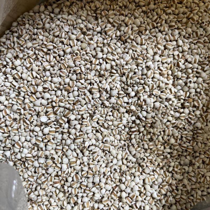 贵州新货薏仁米农家自产文火炒薏米薏米茶薏米一斤包邮