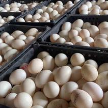 精品鸭蛋、正宗番鸭蛋，新鲜度高，市场，商超供应！