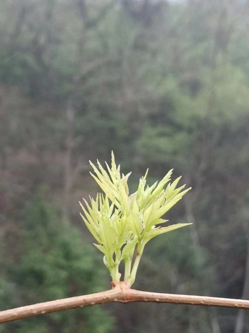 湖南莓茶，基地直发对接全国，可实地考察视频看货，欢迎来电