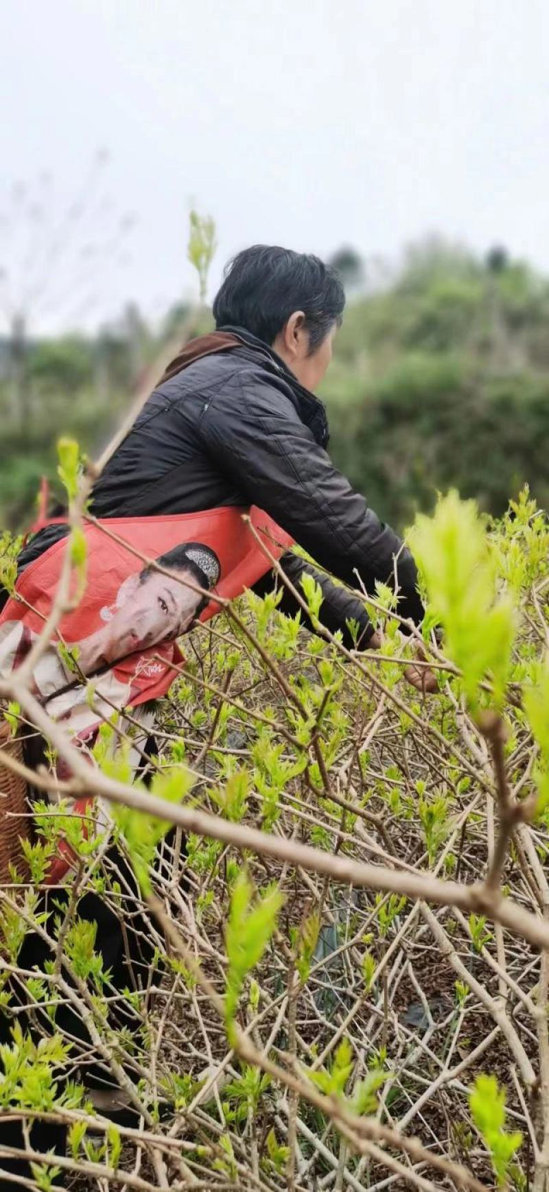 湖南莓茶，基地直发对接全国，可实地考察视频看货，欢迎来电