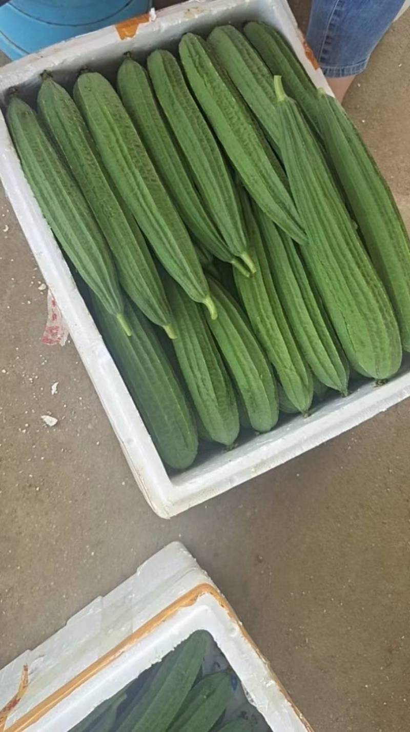 广西丝瓜苦瓜青瓜豆角香产地直供货一手货源全国发货诚信经营