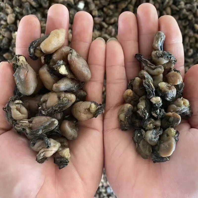 海蛎干生蚝干蚝肉干货牡蛎干熟肉淡晒社区团购批发