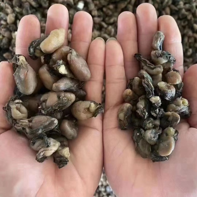 海蛎干生蚝干蚝肉干货牡蛎干熟肉淡晒社区团购批发