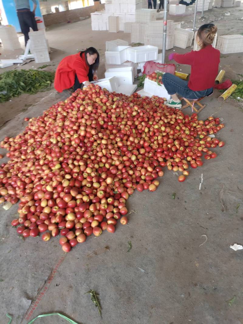大量供应四号油桃