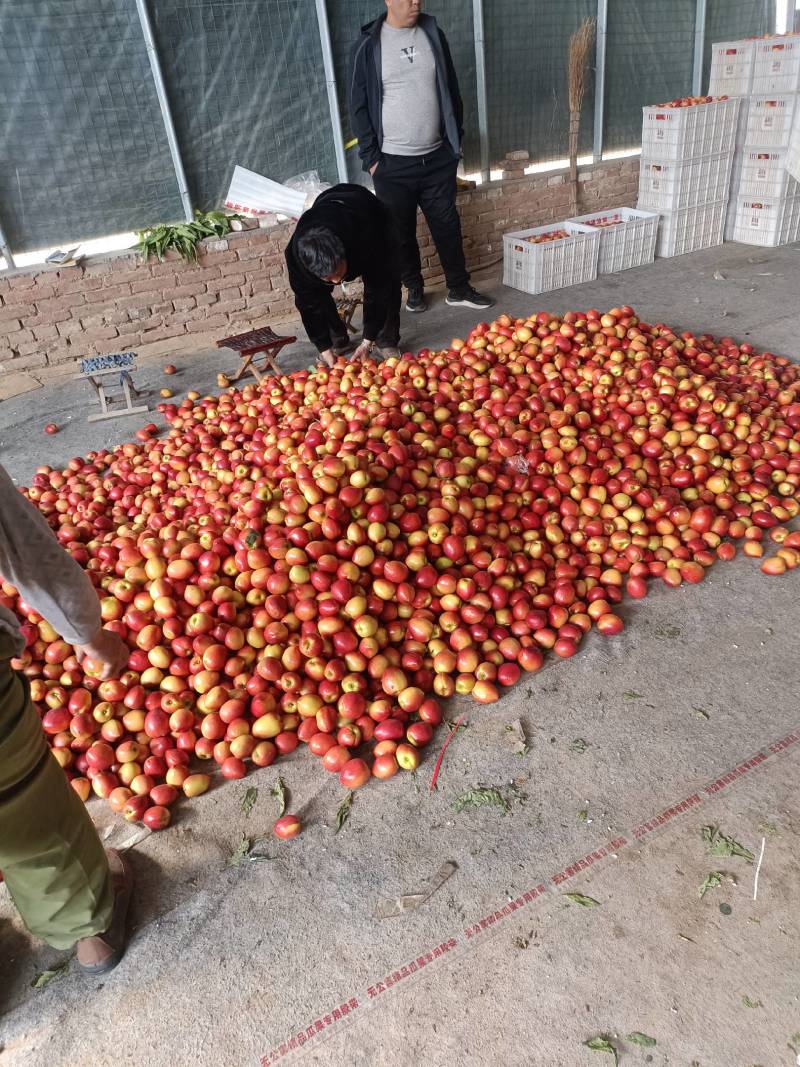 大量供应四号油桃
