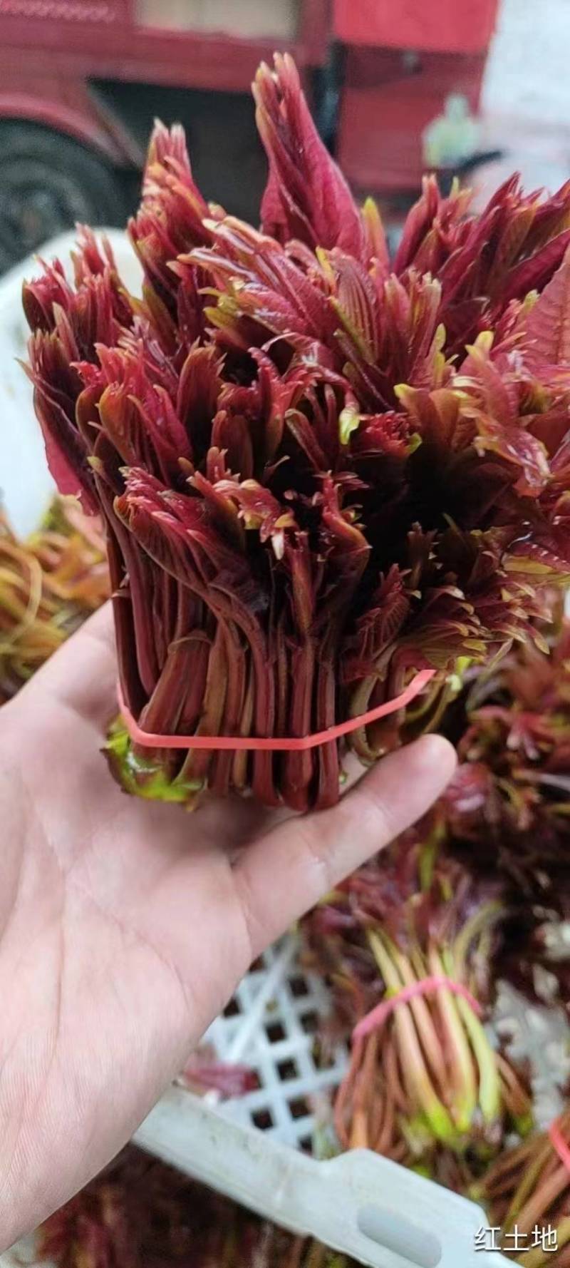 香椿种子红油香椿种子香椿净籽发芽率高香椿芽菜四季播种简单