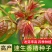 香椿种子红油香椿种子香椿净籽发芽率高香椿芽菜四季播种简单