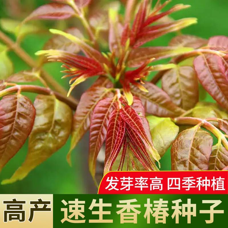 香椿种子红油香椿种子香椿净籽发芽率高香椿芽菜四季播种简单