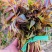 香椿种子红油香椿种子香椿净籽发芽率高香椿芽菜四季播种简单