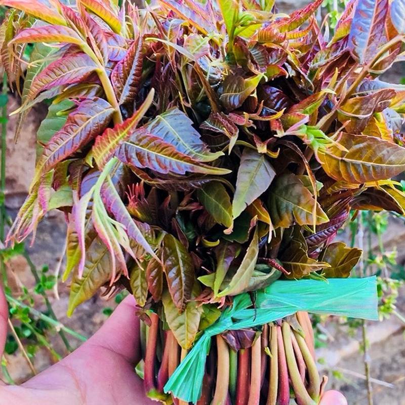 香椿种子红油香椿种子香椿净籽发芽率高香椿芽菜四季播种简单