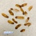 香椿种子红油香椿种子香椿净籽发芽率高香椿芽菜四季播种简单
