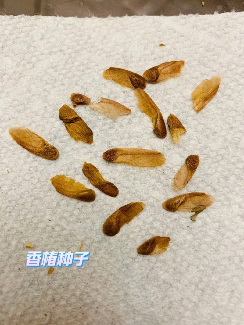 香椿种子红油香椿种子香椿净籽发芽率高香椿芽菜四季播种简单