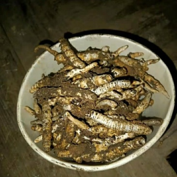 高山虫草