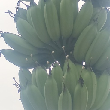 粉蕉中货