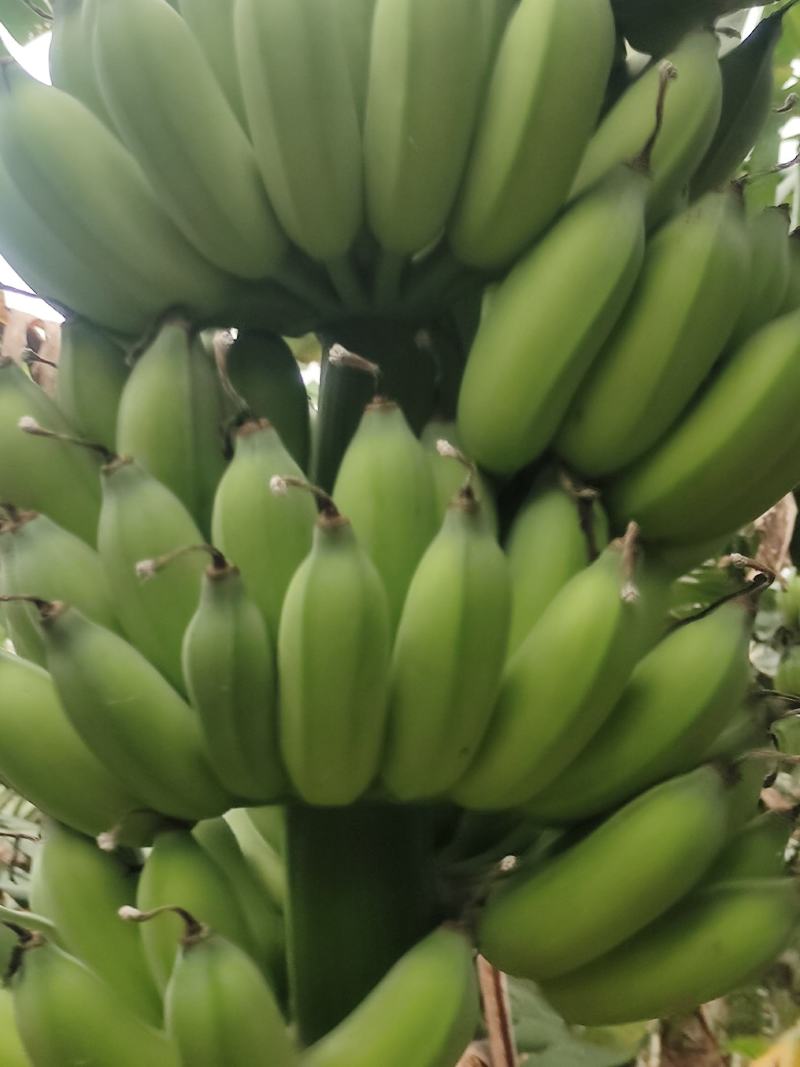 粉蕉中货