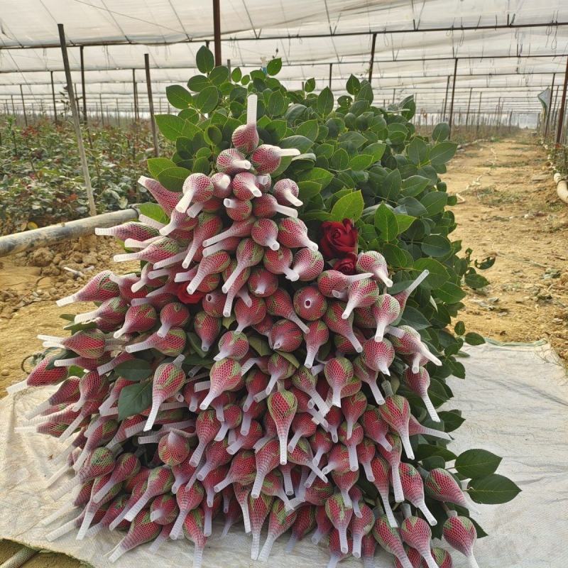 卡罗拉鲜花每天有大量基地卡罗拉花新鲜质量好量大
