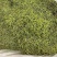 头茬金银花中药材野生带绒毛金银花干花泡水泡茶一斤全国包邮