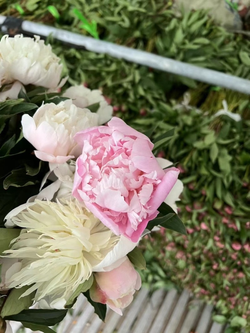 1.9重瓣芍药云南昆明斗南基地直发家庭办公室用花
