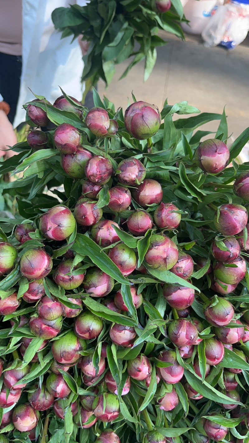1.9重瓣芍药云南昆明斗南基地直发家庭办公室用花