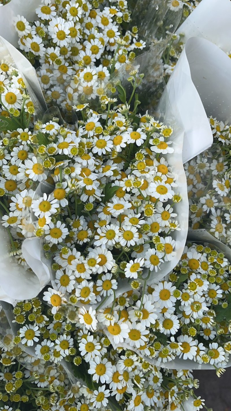 0.9洋甘菊云南昆明斗南基地直发家庭办公室插花家庭