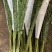 0.9洋甘菊云南昆明斗南基地直发家庭办公室插花家庭