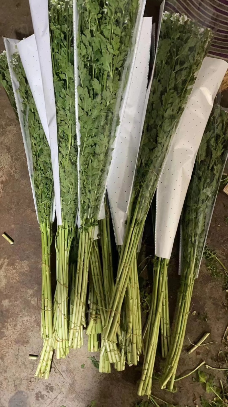 0.9洋甘菊云南昆明斗南基地直发家庭办公室插花家庭