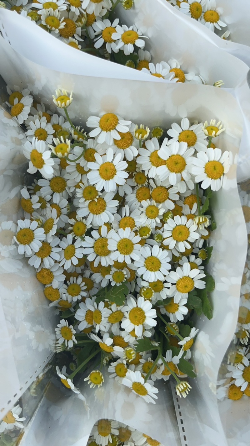 0.9洋甘菊云南昆明斗南基地直发家庭办公室插花家庭