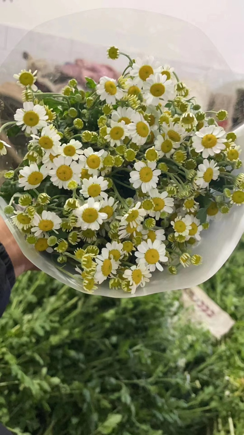 0.9洋甘菊云南昆明斗南基地直发家庭办公室插花家庭