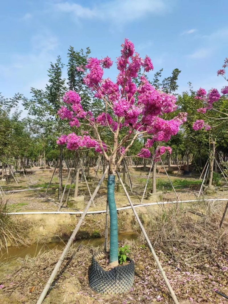 紫花绣球8分，现货价好，红花绣球，紫花绣球