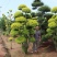 亮晶女贞棒棒糖花园阳台绿化植物盆景别墅庭院树苗四季常青高