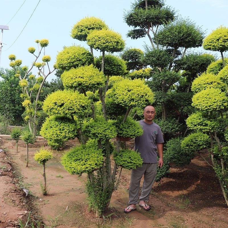 亮晶女贞棒棒糖花园阳台绿化植物盆景别墅庭院树苗四季常青高