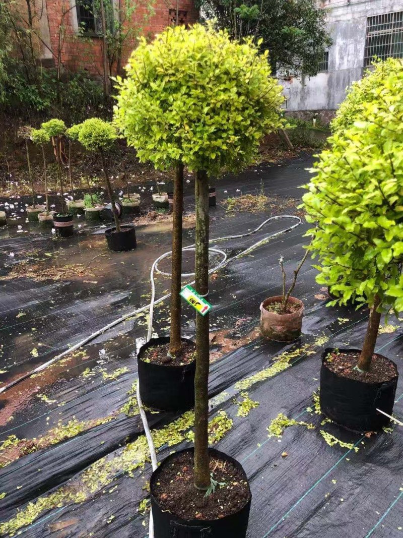 亮晶女贞棒棒糖花园阳台绿化植物盆景别墅庭院树苗四季常青高