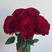 高原红玫瑰云南昆明鲜花基地直供批发水养鲜花插花新鲜度高