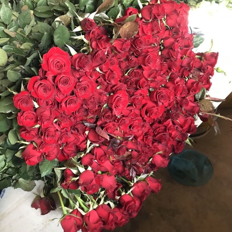 高原红玫瑰云南昆明鲜花基地直供批发水养鲜花插花新鲜度高