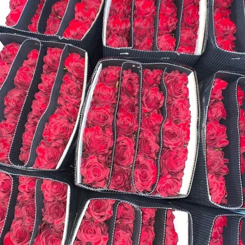 高原红玫瑰云南昆明鲜花基地直供批发水养鲜花插花新鲜度高
