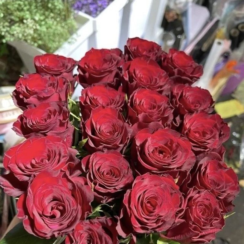 高原红玫瑰云南昆明鲜花基地直供批发水养鲜花插花新鲜度高