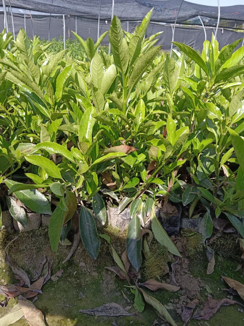 青珊瑚，法国冬青杯苗