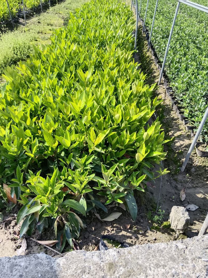 青珊瑚，法国冬青杯苗