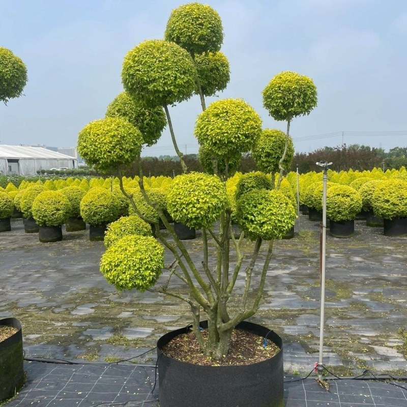 亮晶女贞造型树棒棒糖球形花园植物庭院别墅彩色造景绿化树种