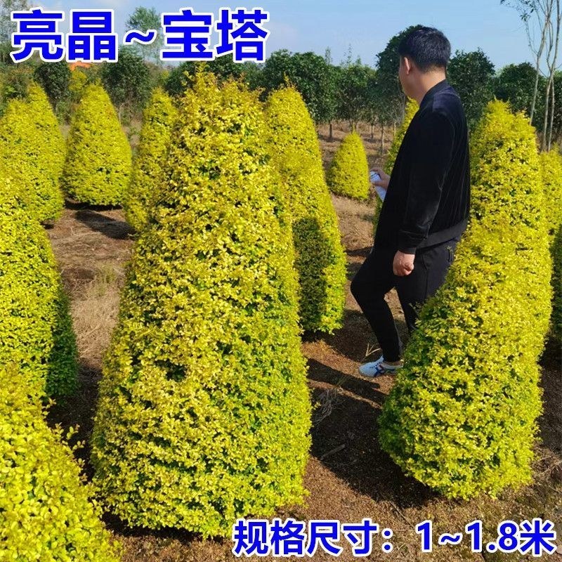 亮晶女贞造型树棒棒糖球形花园植物庭院别墅彩色造景绿化树种