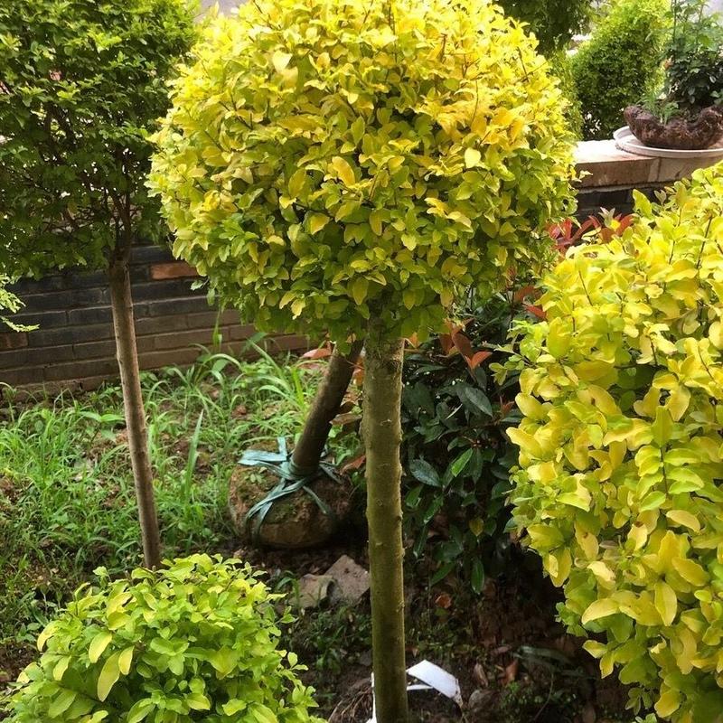 亮晶女贞造型树棒棒糖球形花园植物庭院别墅彩色造景绿化树种