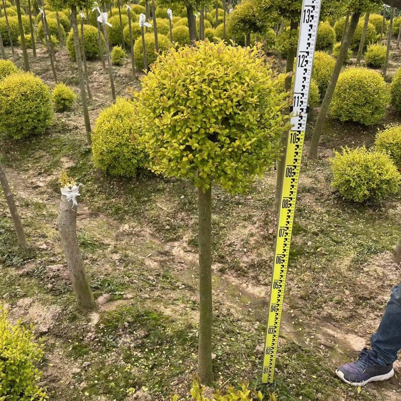 亮晶女贞造型树棒棒糖球形花园植物庭院别墅彩色造景绿化树种