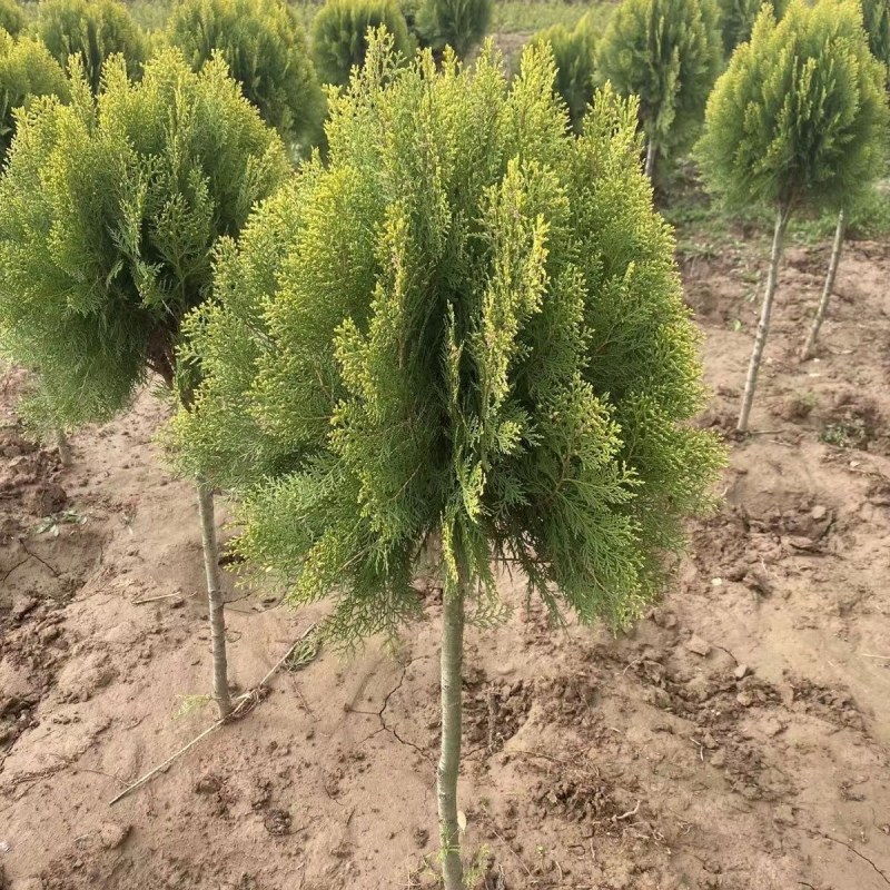 亮晶女贞造型树棒棒糖球形花园植物庭院别墅彩色造景绿化树种