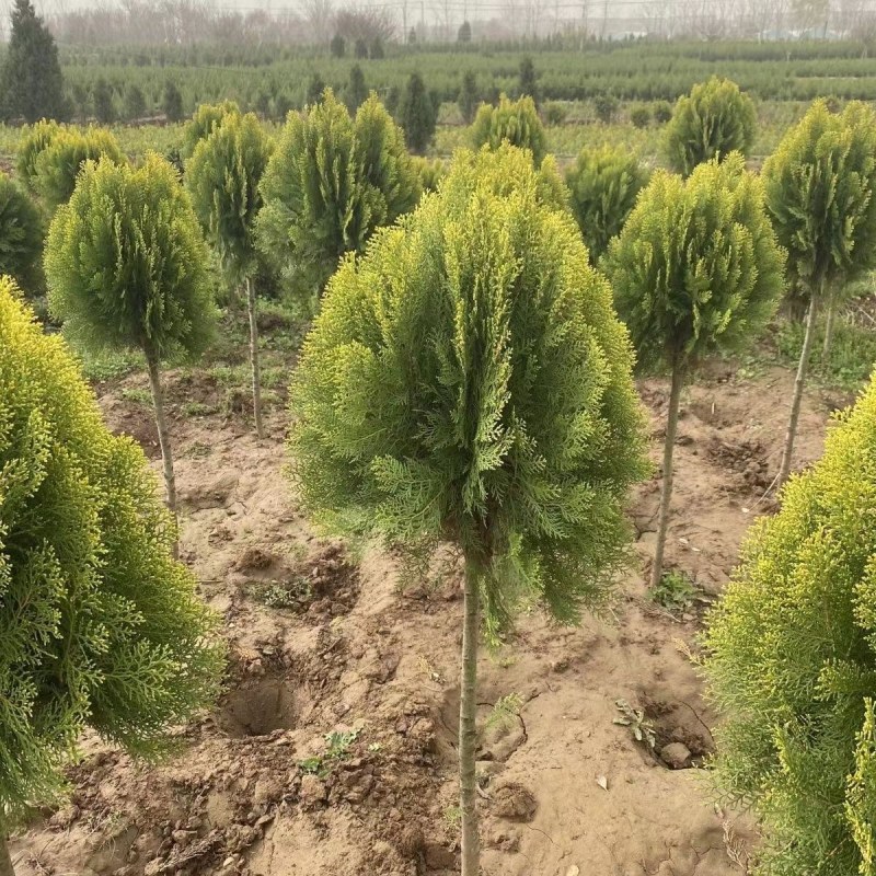 亮晶女贞造型树棒棒糖球形花园植物庭院别墅彩色造景绿化树种