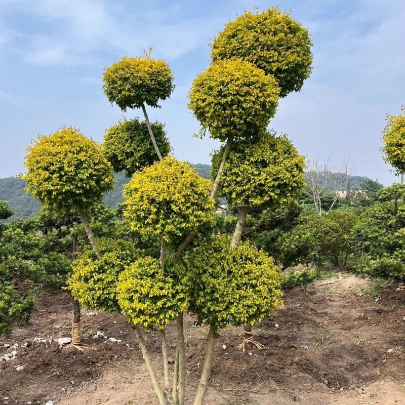 亮晶女贞造型树棒棒糖球形花园植物庭院别墅彩色造景绿化树种