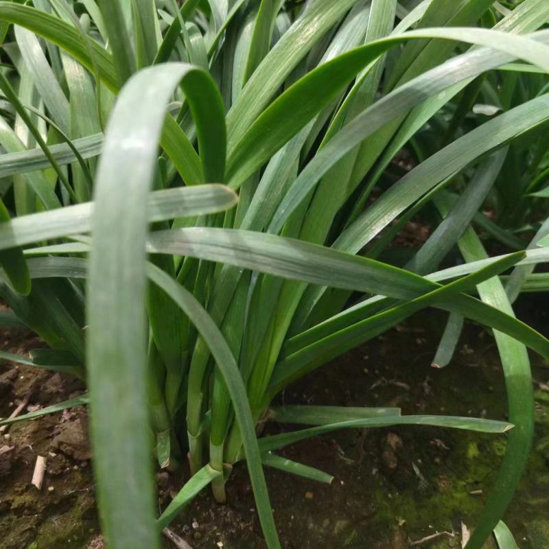 自己家种韭菜